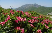 SENTIERO DEI FIORI ‘Claudio Brissoni’ da Capanna 2000 il 10 luglio 2023- FOTOGALLERY